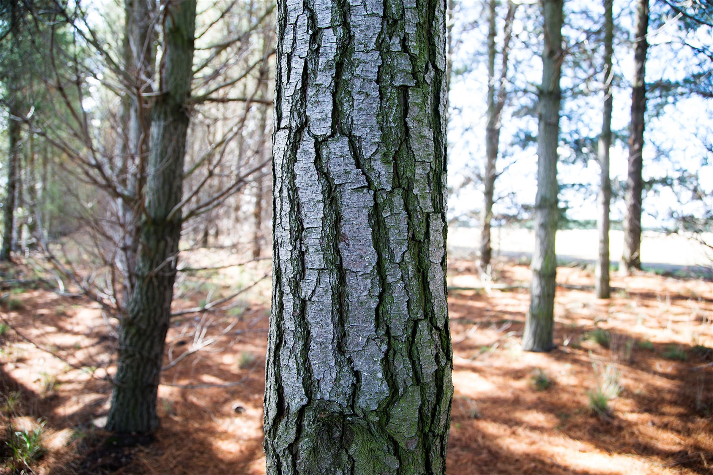 Programmed Timber Components Products and Services